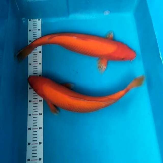 Benigoi Hampir tembus. Jumbo 47cm-49cm