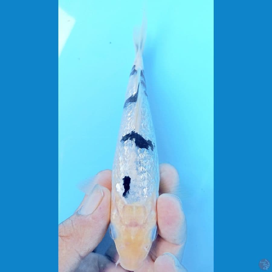Bekko 16cm