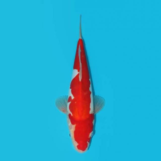 30 CM - DOIT