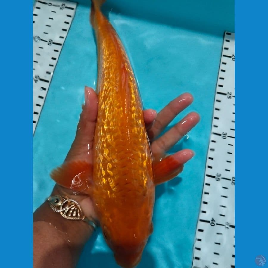 caramel 31cm