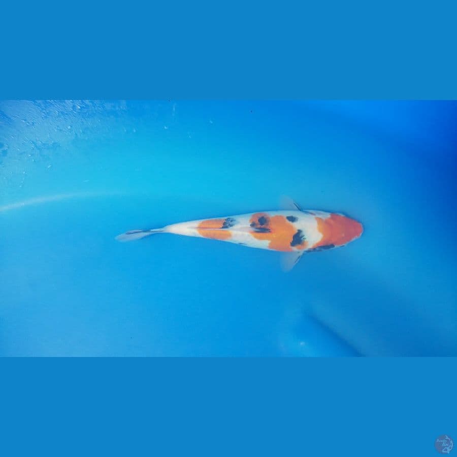 SANKE 20CM