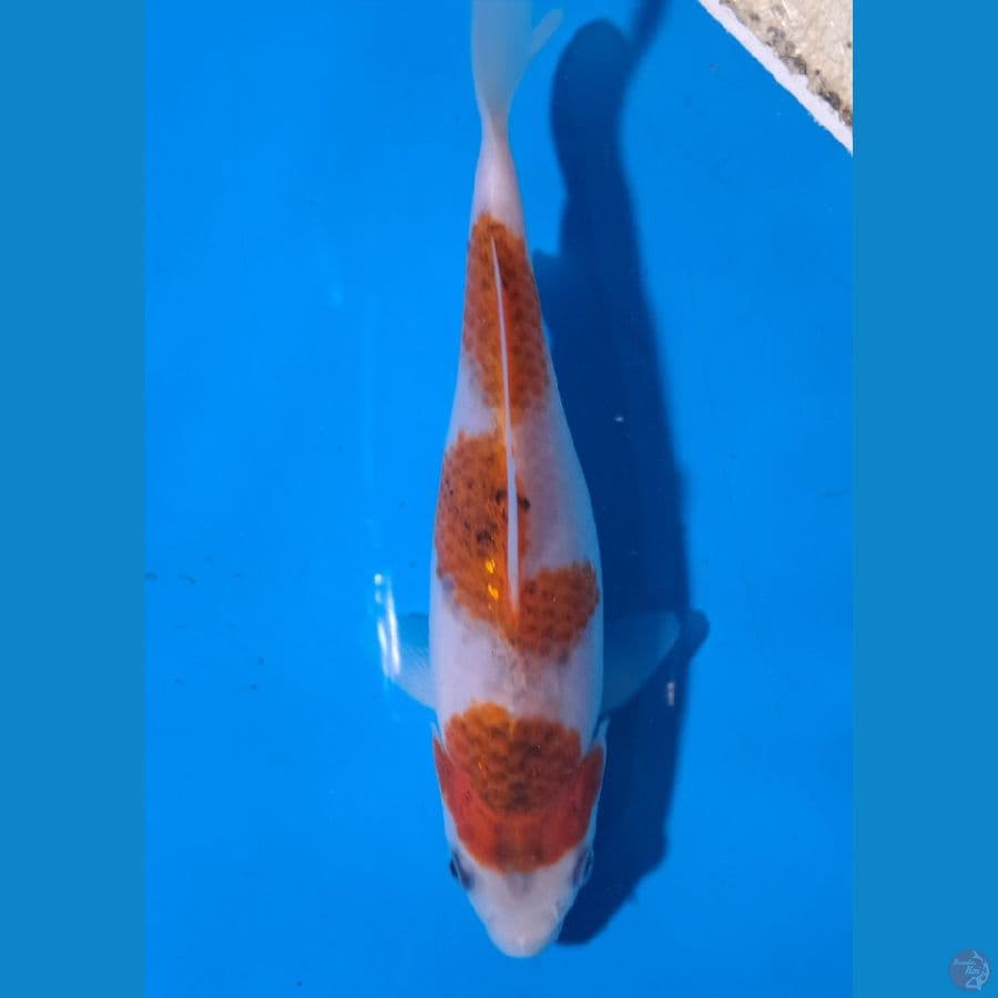 Ai goromo 21 cm