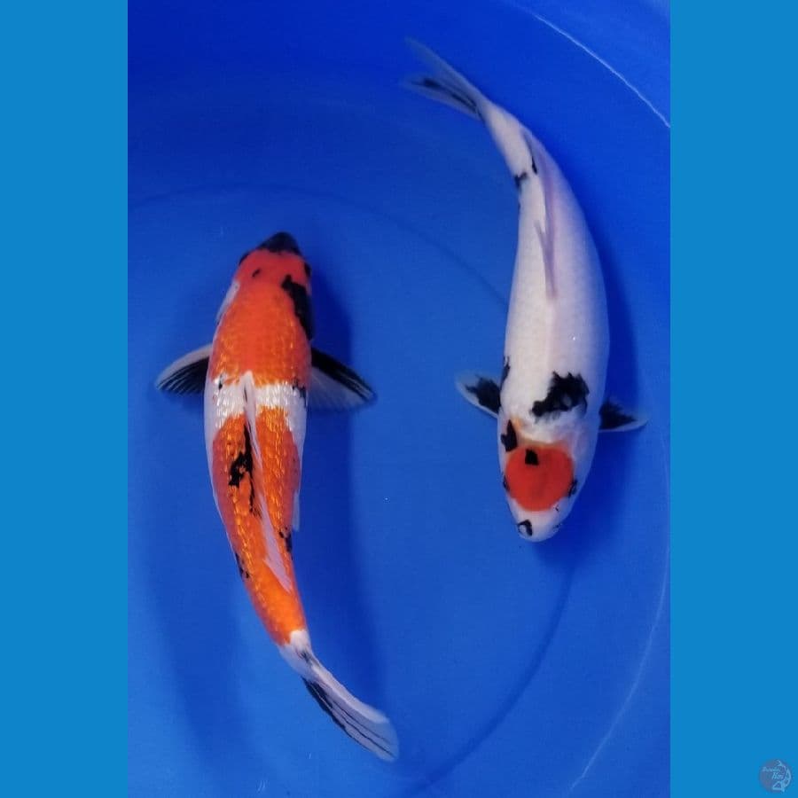 SHOWA & TC SHOWA 32-33CM