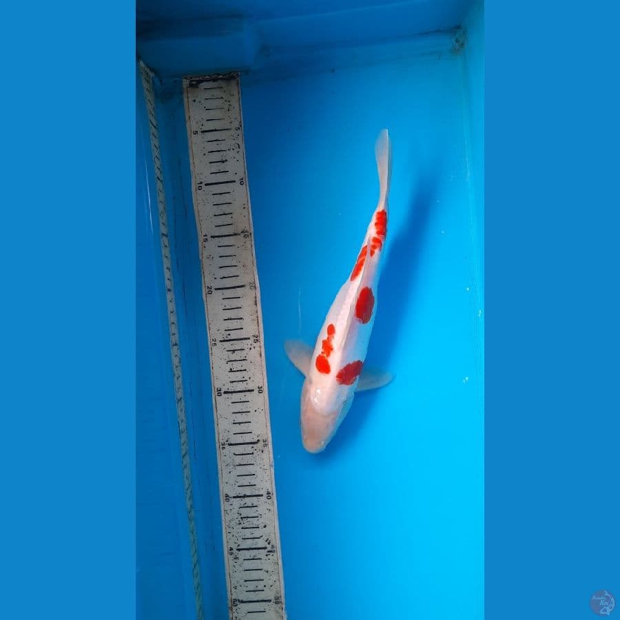 kohaku doits
