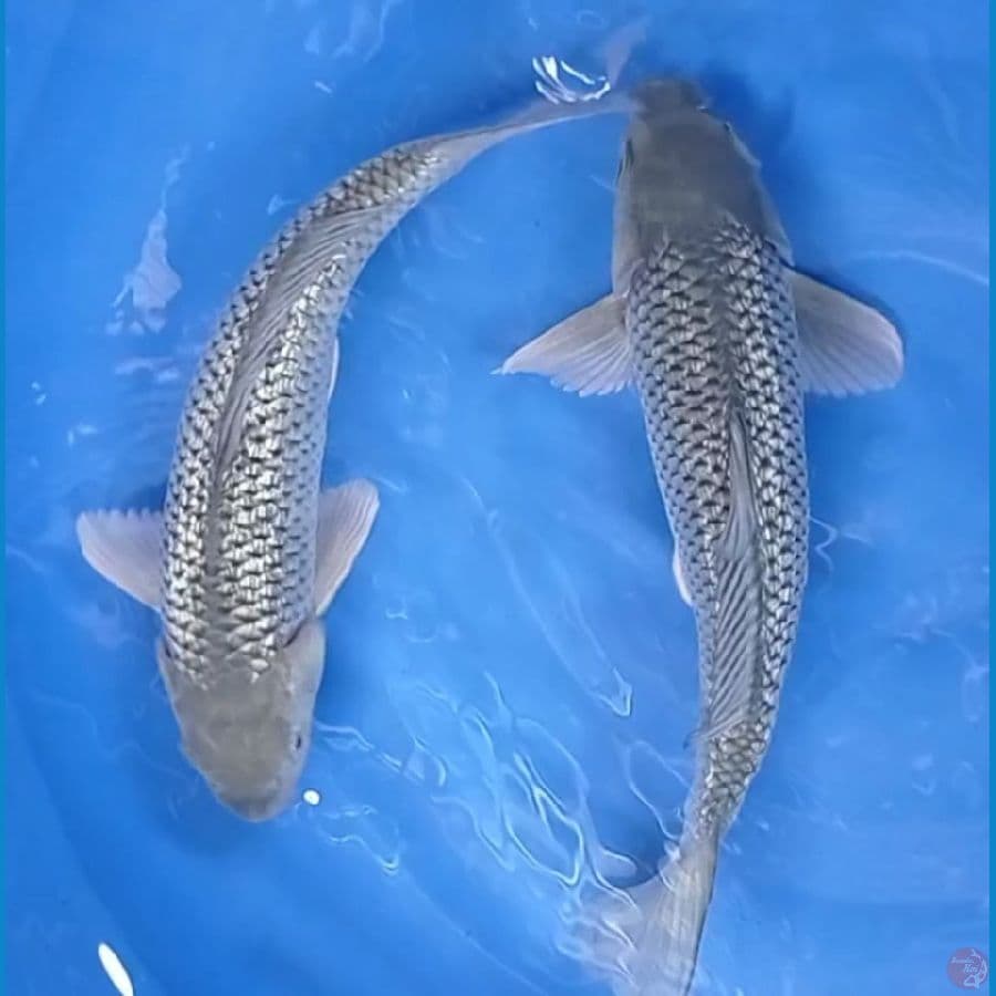 gindrin 33-34 cm