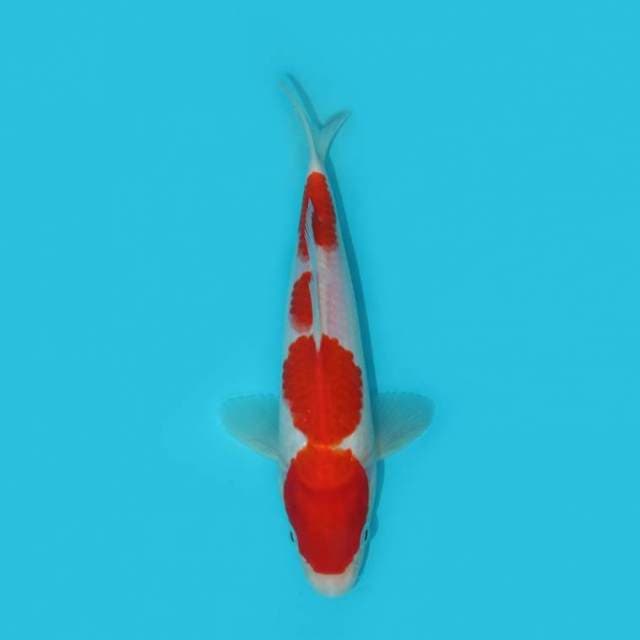 KOHAKU 23 CM