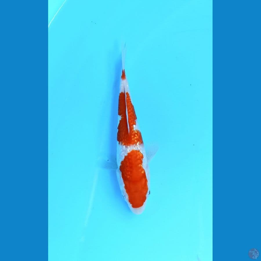 Kohaku gindrin 15cm