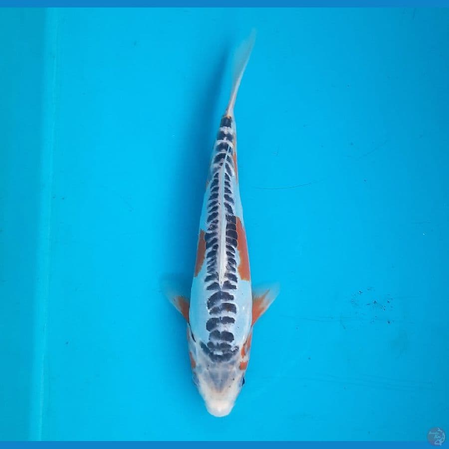 Shusui 27cm /M