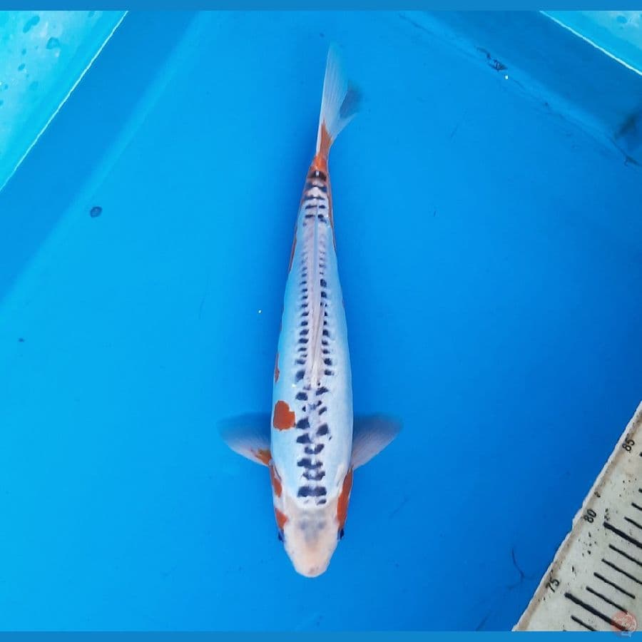 Shusui 32cm /M