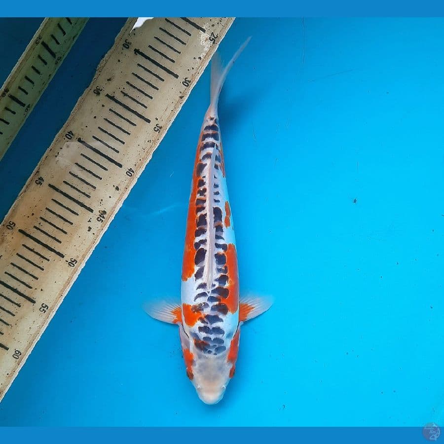 Shusui 33cm /M