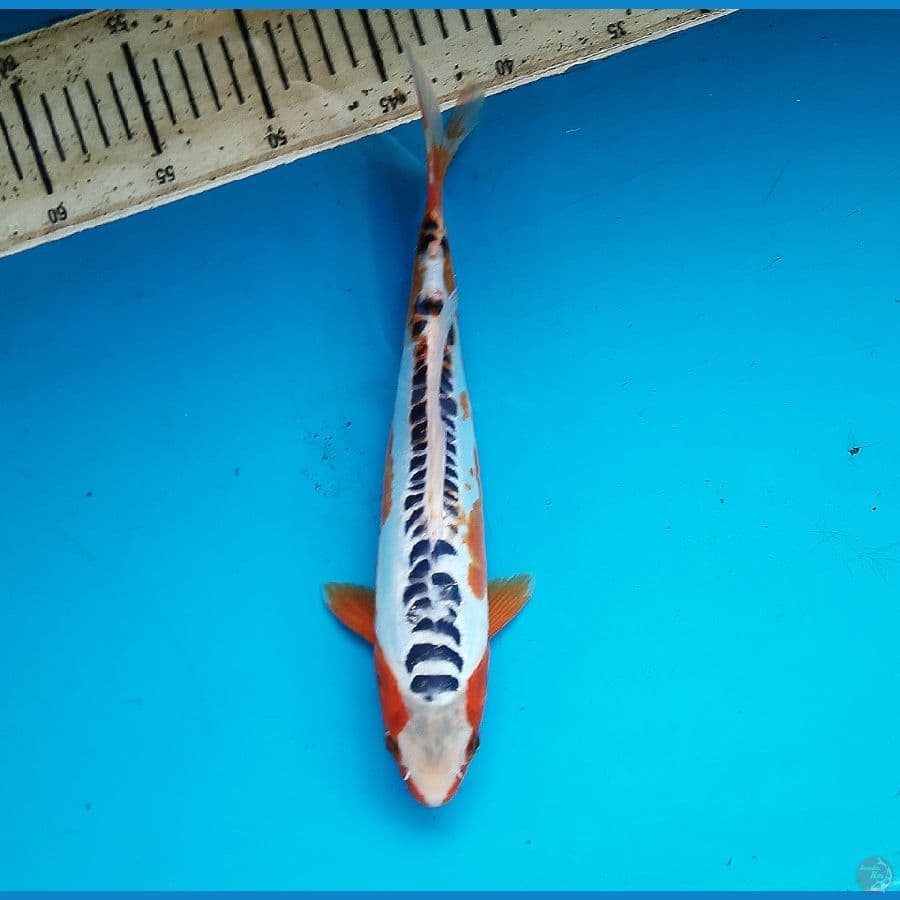 Shusui 30cm /M