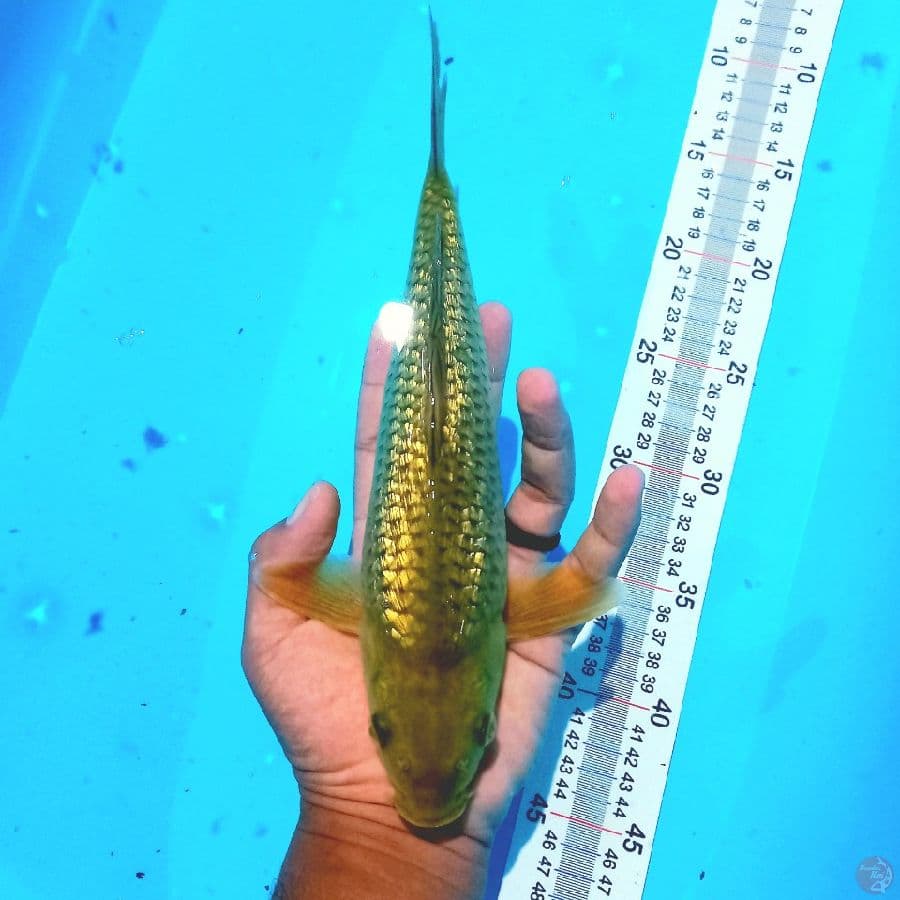 MIDORI GINRIN// 28 CM 