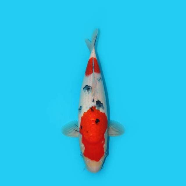 SANKE BERPUNUK 35 CM