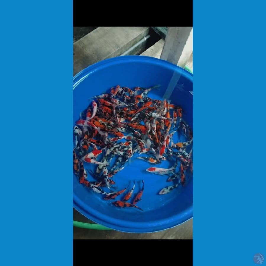 showa shiro 15-23 cm 160 ekor lebih 