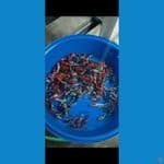 showa shiro 15-23 cm 160 ekor lebih 