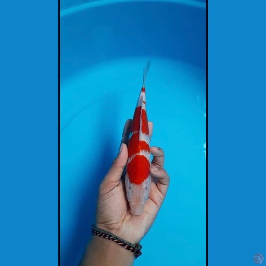 Kohaku 