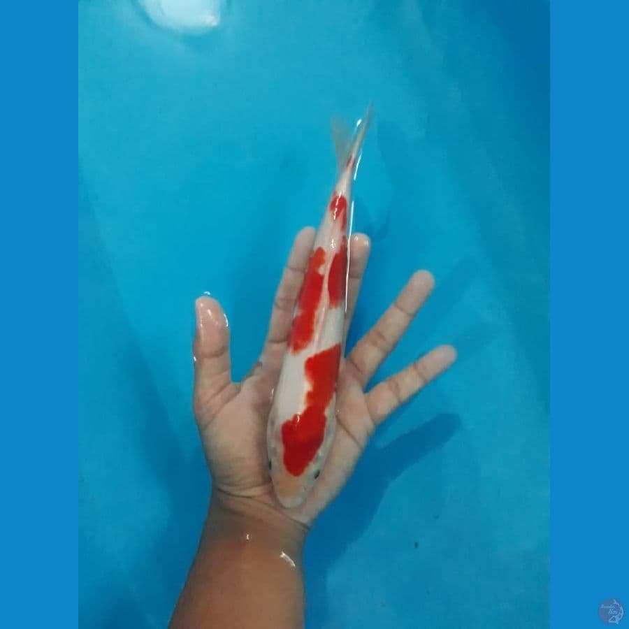 KOHAKU STEP 24cm