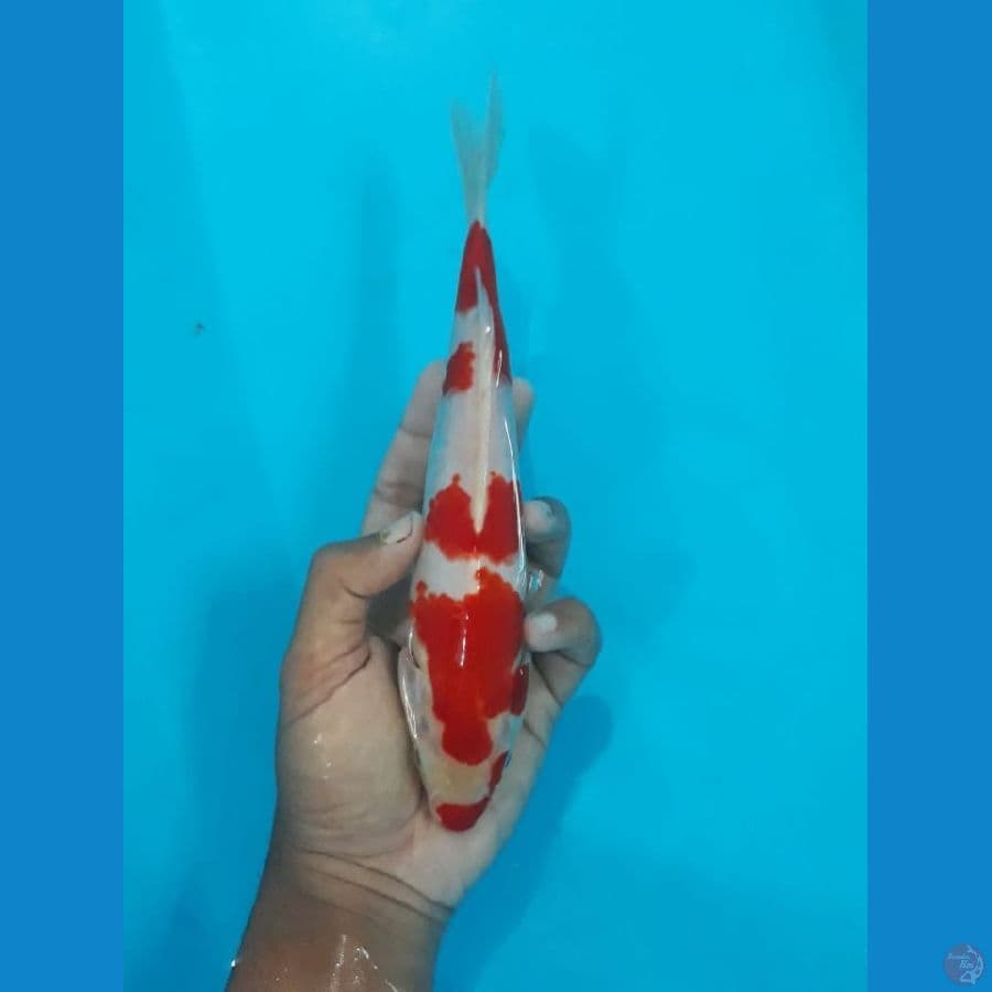 24cm Kohaku Kuchibeni
