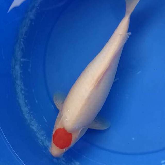 Tancho kohaku original super bulkky