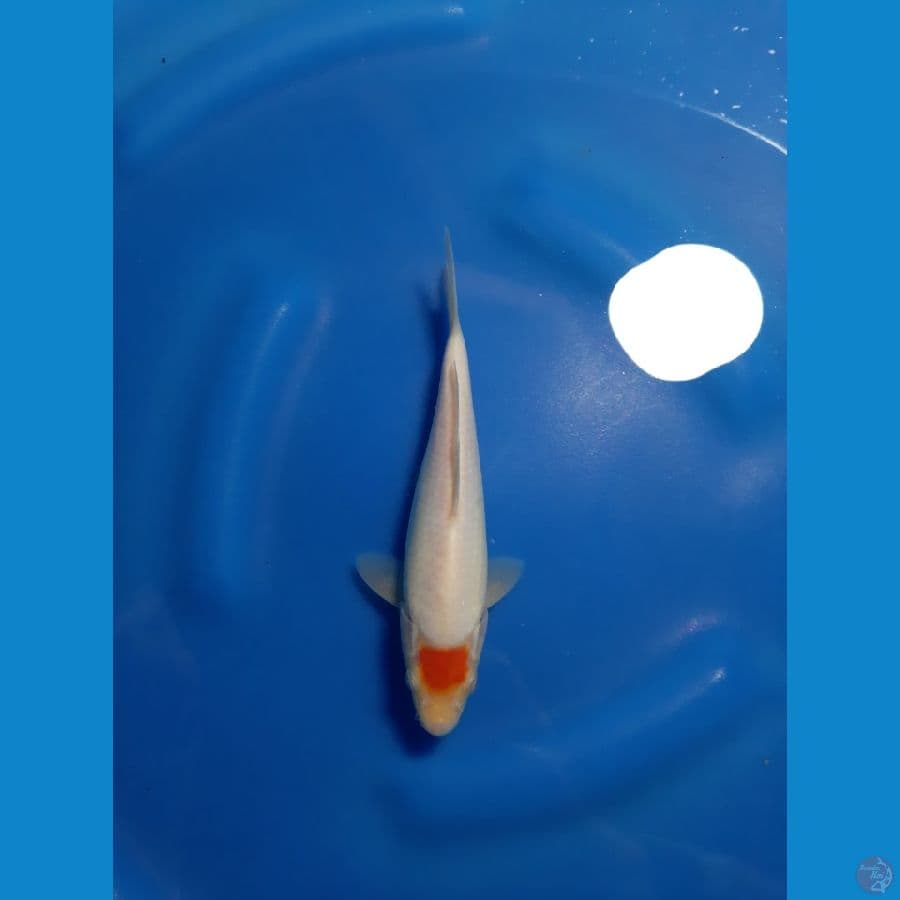 TANCHO KOHAKU