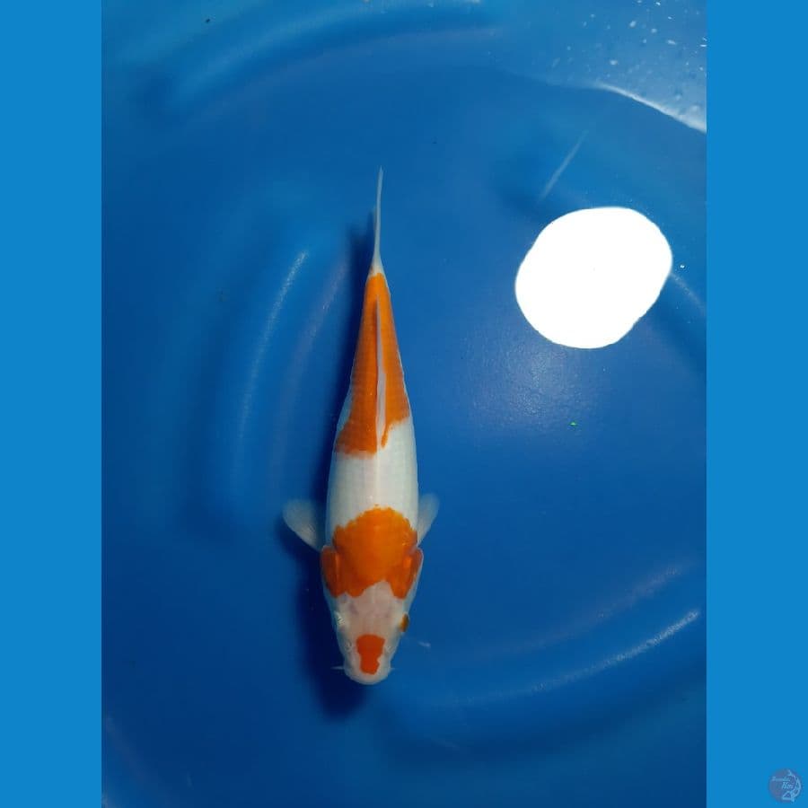 KOHAKU
