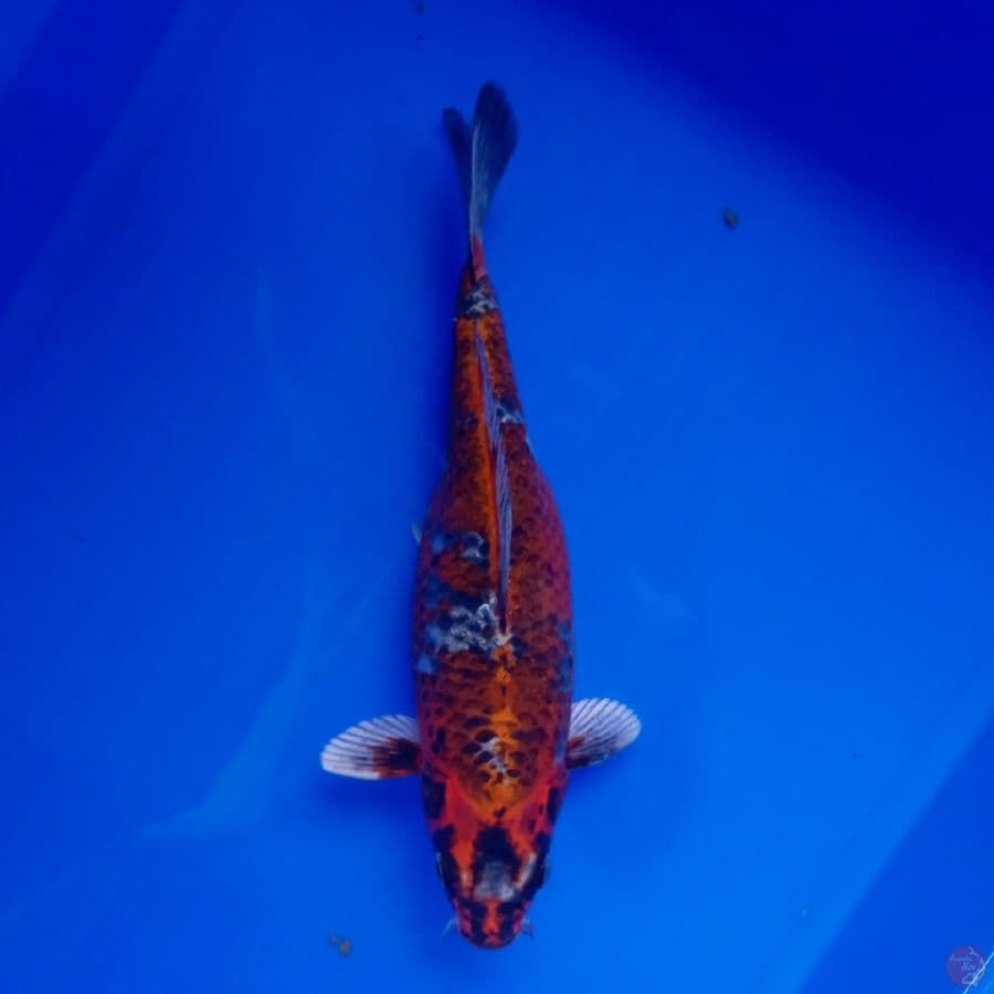 YAMATO - KIN SHOWA 28CM