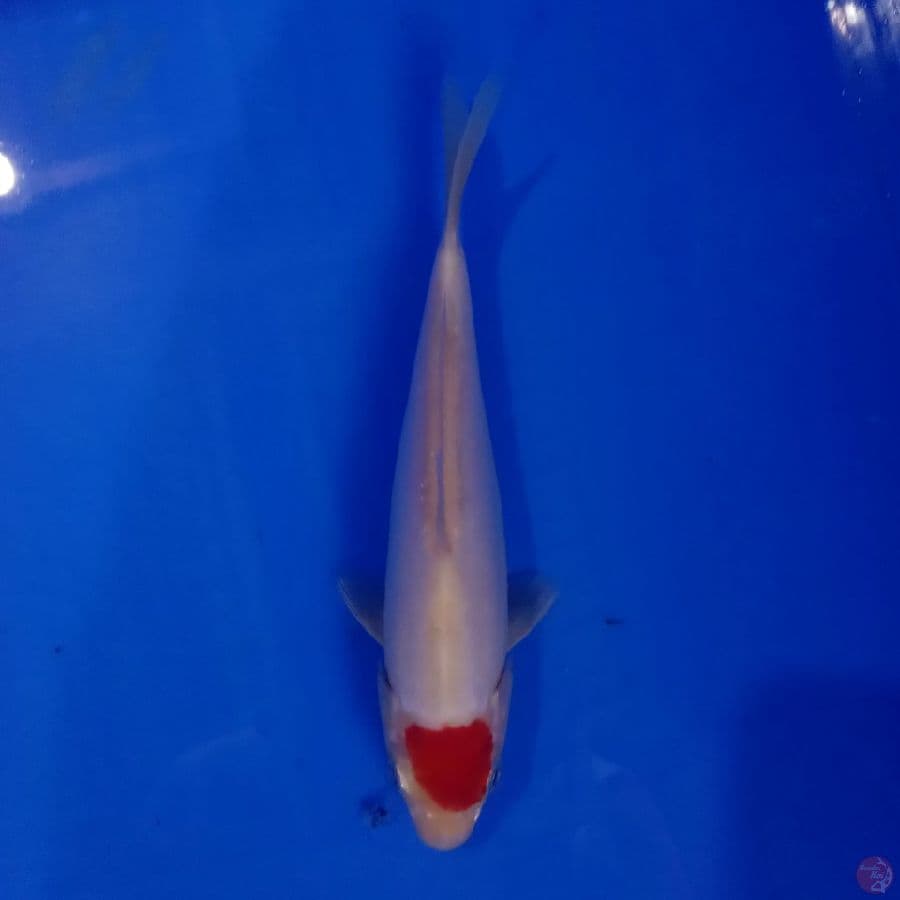 SAKAI - TANCHO DOITSU 19CM