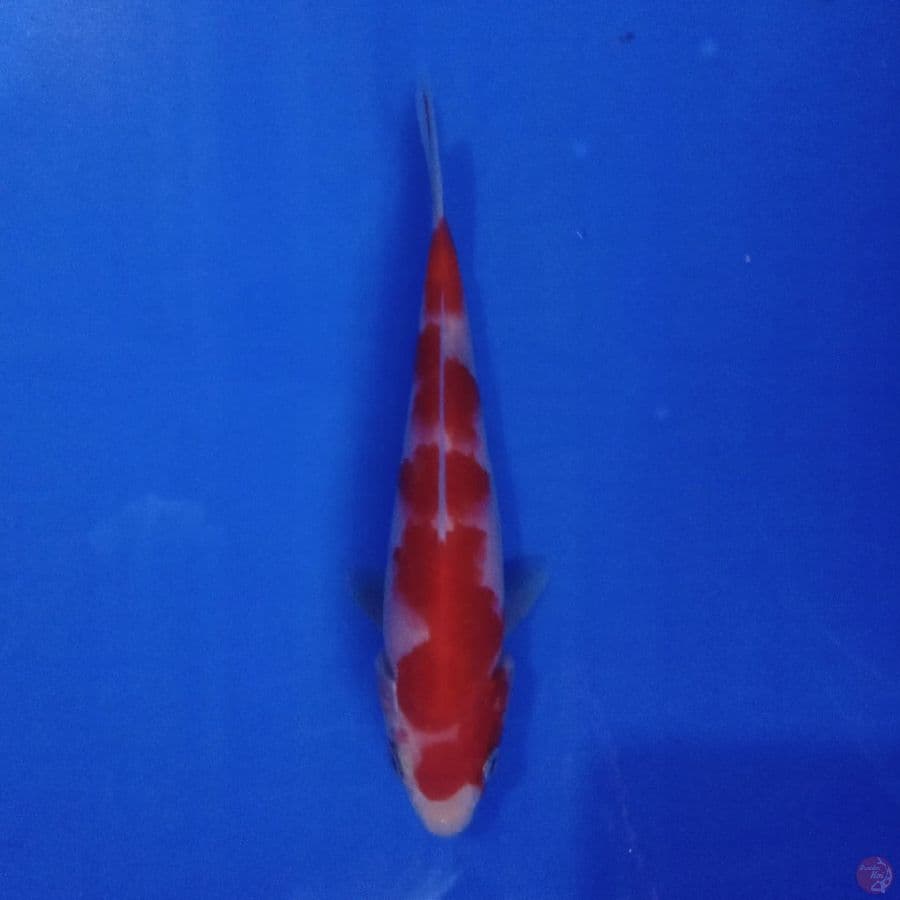 SAKAI - KOHAKU A 17CM