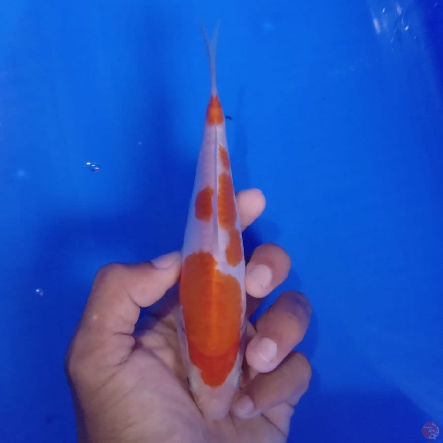 SAKAI - DOITSU KOHAKU A 17CM
