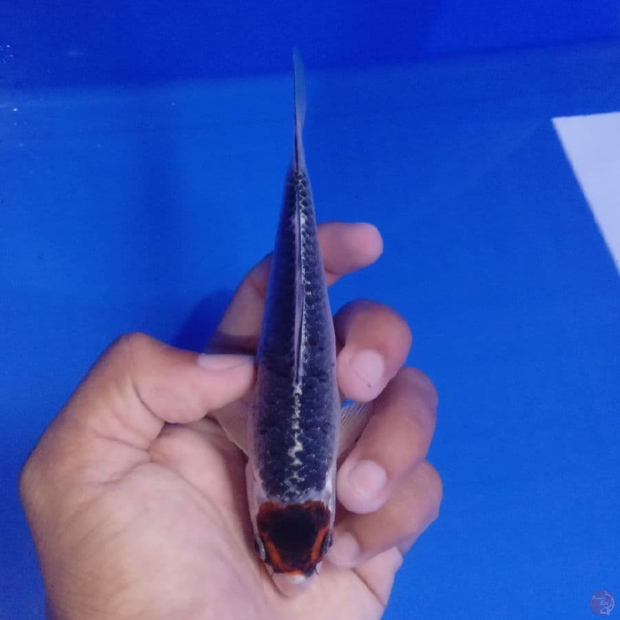 SAKAI - TANCHO BENI GINGGA A 15CM
