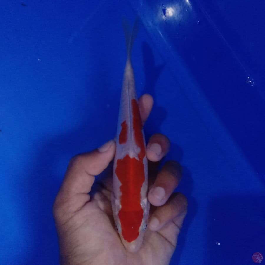 SAKAI - DOITSU KOHAKU B 20CM