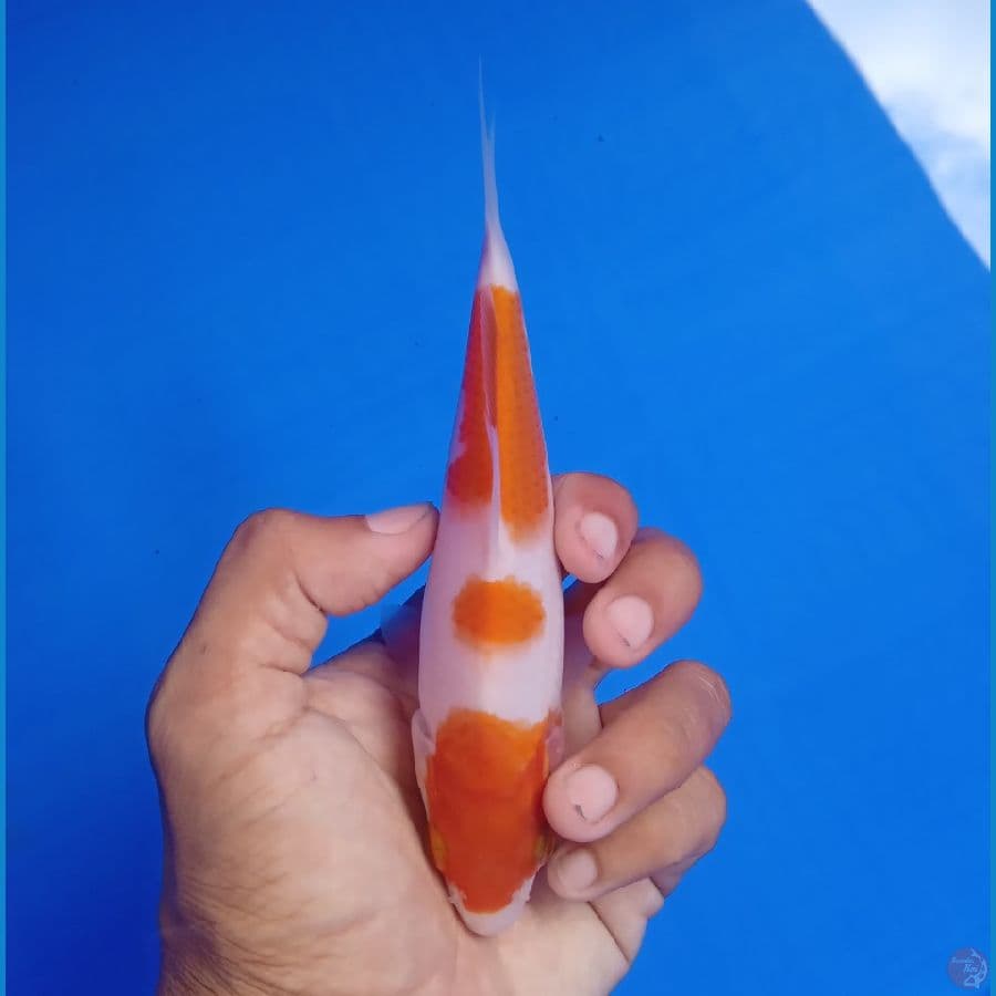 SAKAI - KOHAKU C 15CM