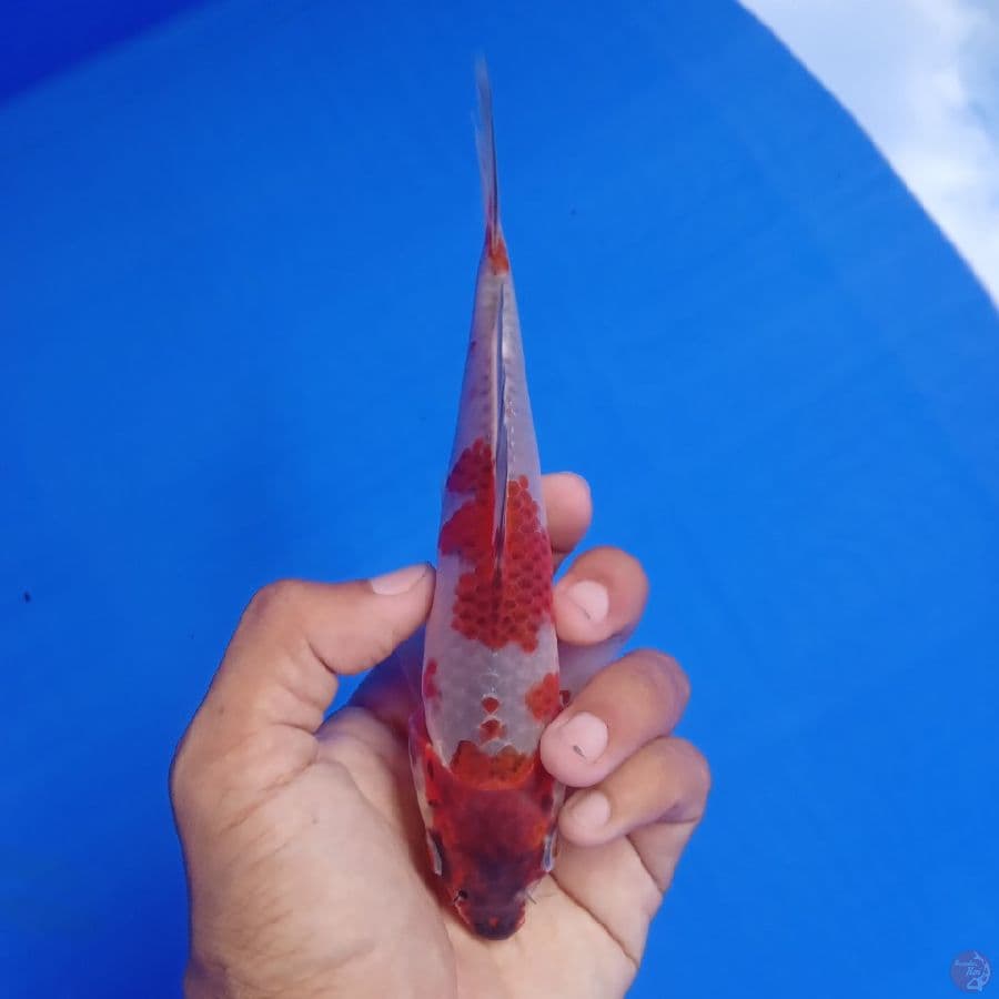 SAKAI - BENI GINGGA A 17CM