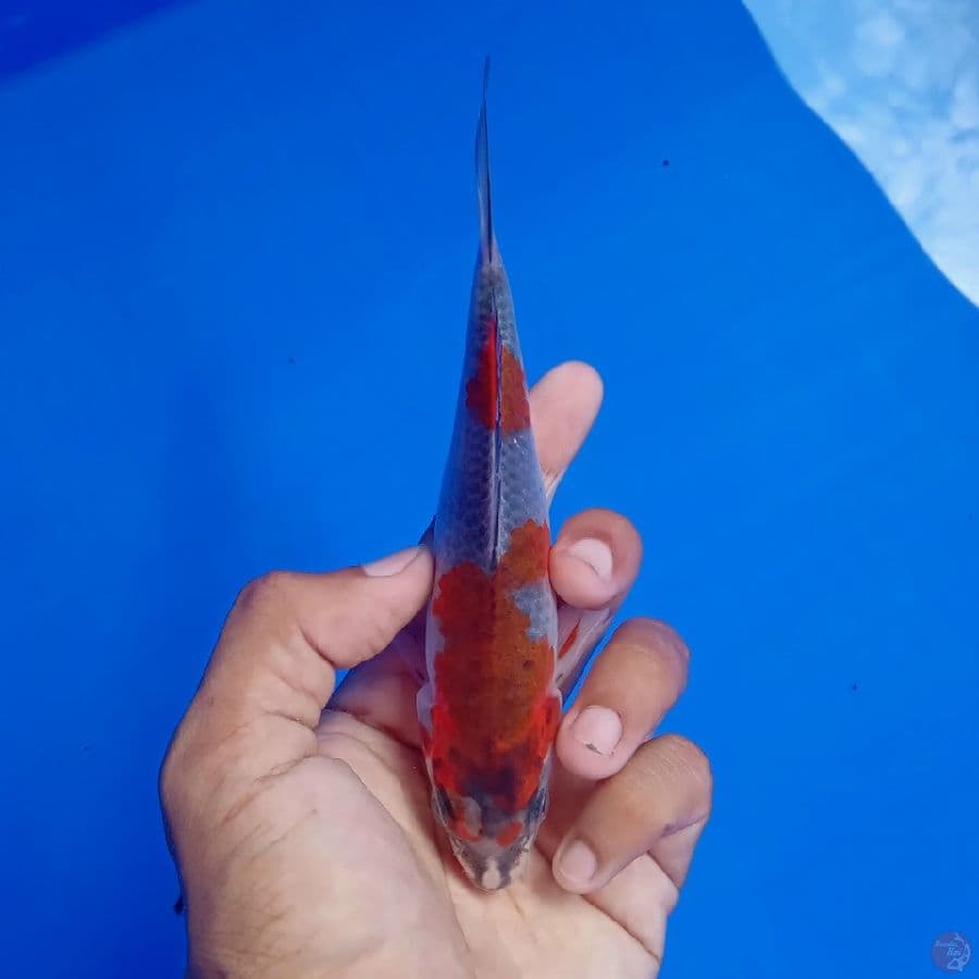 SAKAI - BENI GINGGA B 15CM