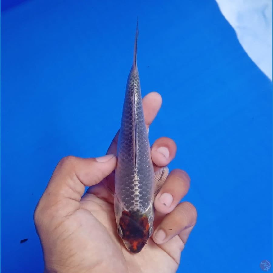 SAKAI - TANCHO BENI GINGGA B 15CM