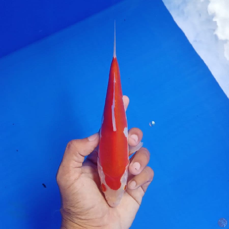 SAKAI - DOITSU KOHAKU C 20CM