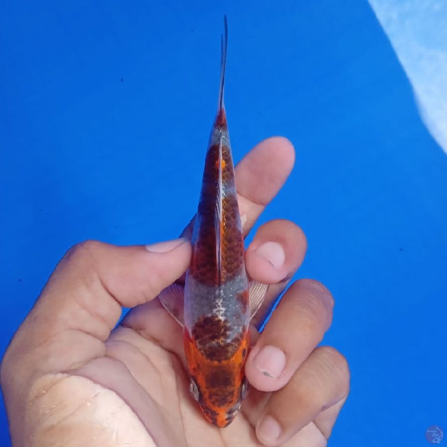 SAKAI - BENI GINGGA C 12CM