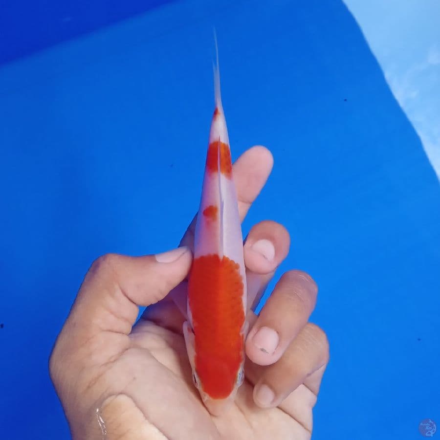 SAKAI - KOHAKU C 14CM