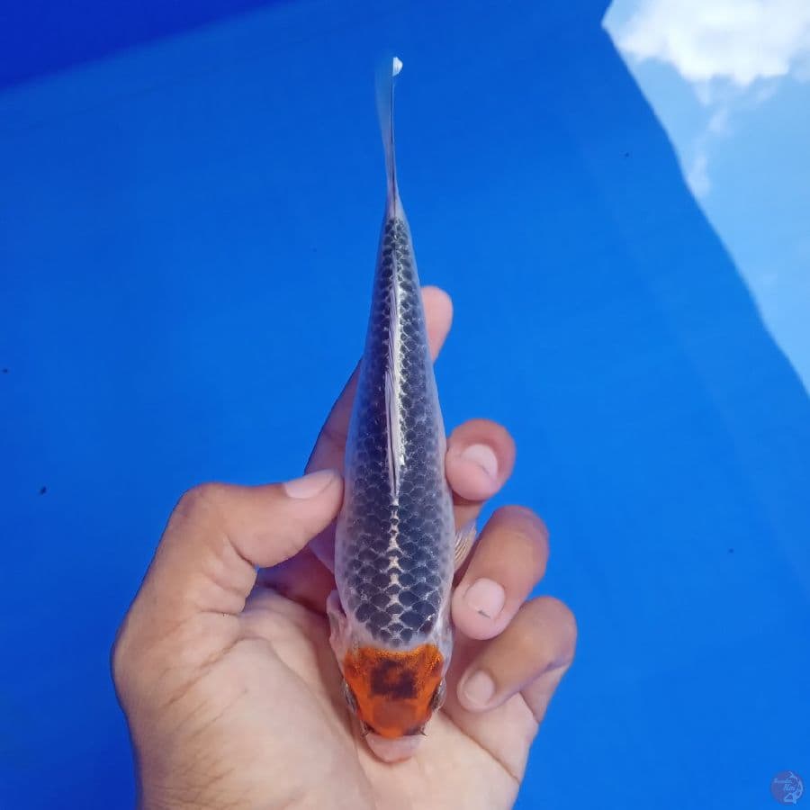 SAKAI - TANCHO BENI GINGGA C 15CM