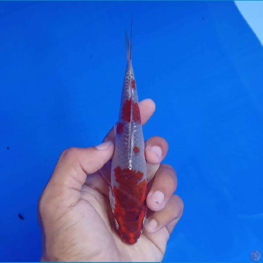 SAKAI - BENI GINGGA E 16CM