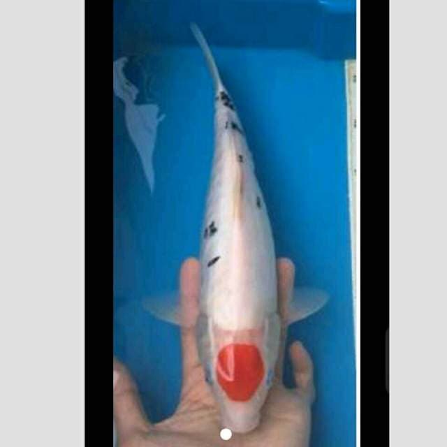 tancho sanke 40cm
