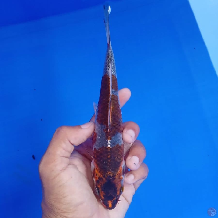 SAKAI - BENI GINGGA H 19CM