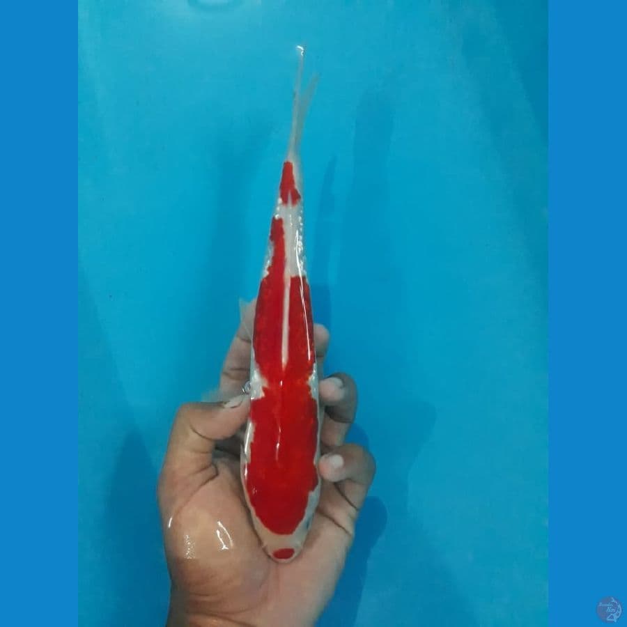 24cm Kuchibeni Gindrin