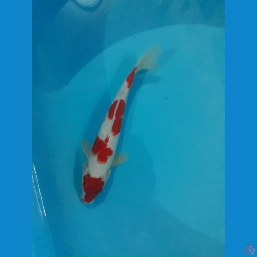 Maruten Kohaku 25cm