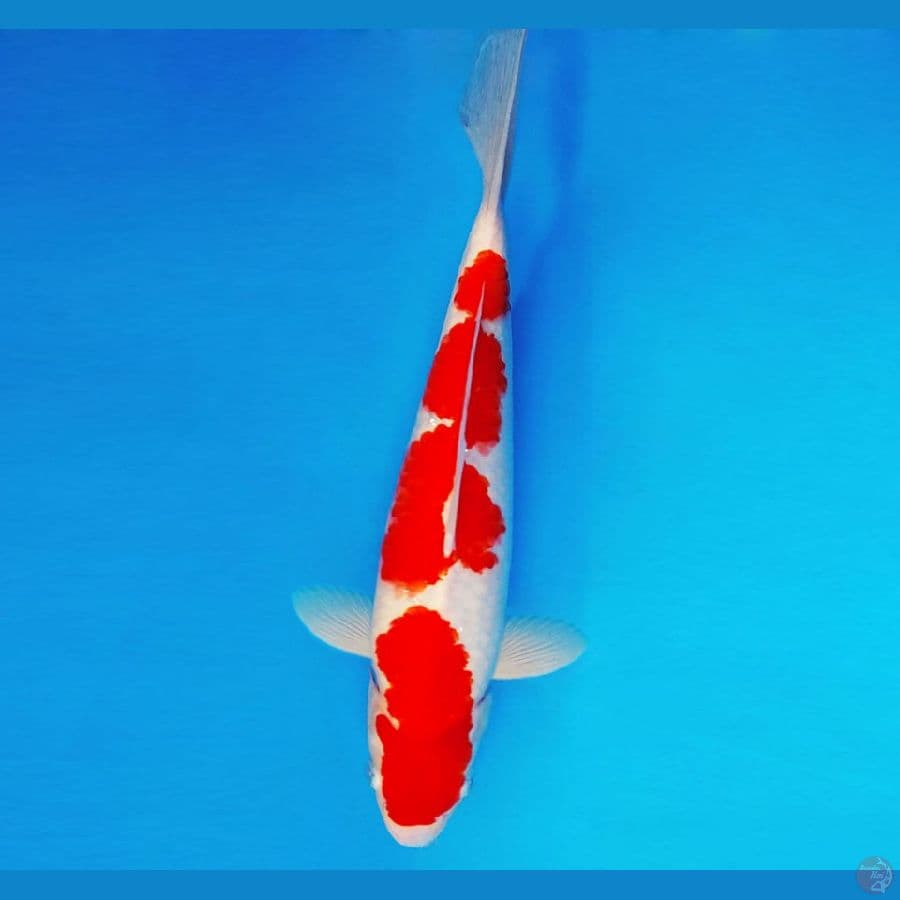 MULAN 8 ~ Kohaku 38 cm/male ™