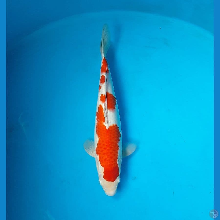 Kohaku 41cm Female