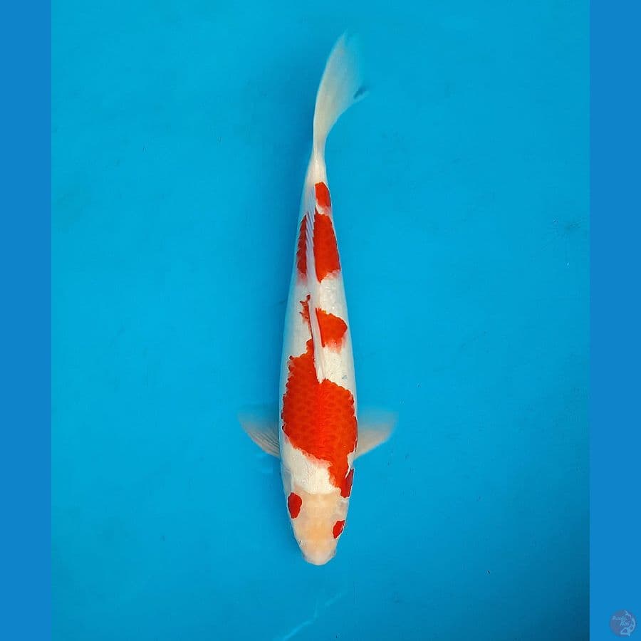 Kohaku 43cm Male