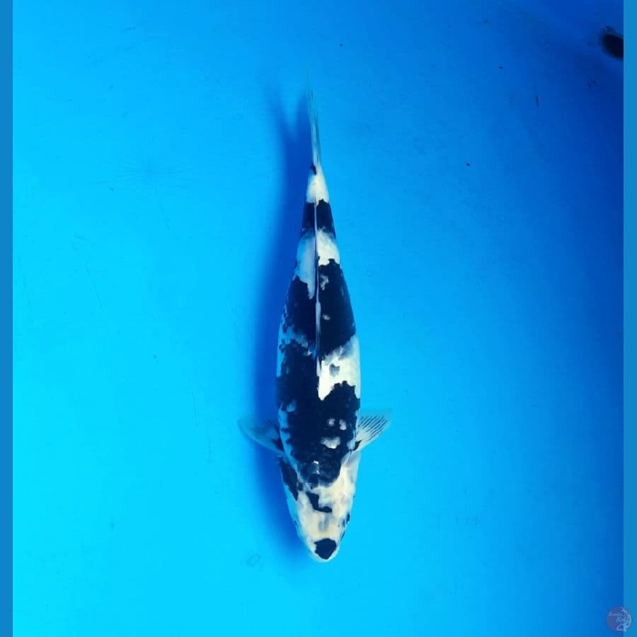Shiro 35cm Female