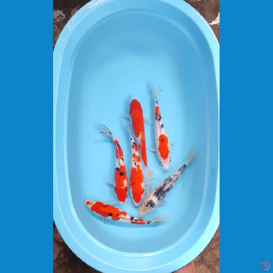 PAKET SANKE 32CM