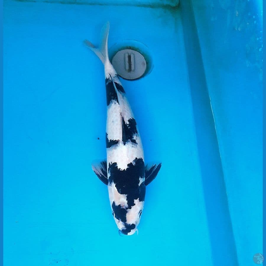 Shiro 40cm Female